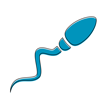 Illustration eines Spermiums
