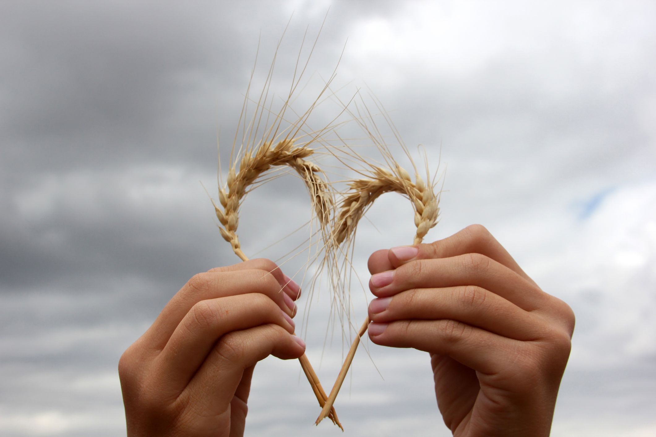 Zwei Getreideähren formen ein Herz