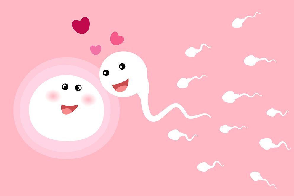 Sperma und Eizelle. Vektorillustration.