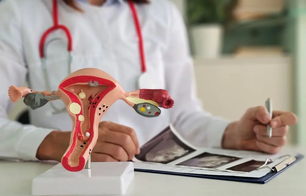 künstliches Modell der Gebärmutter