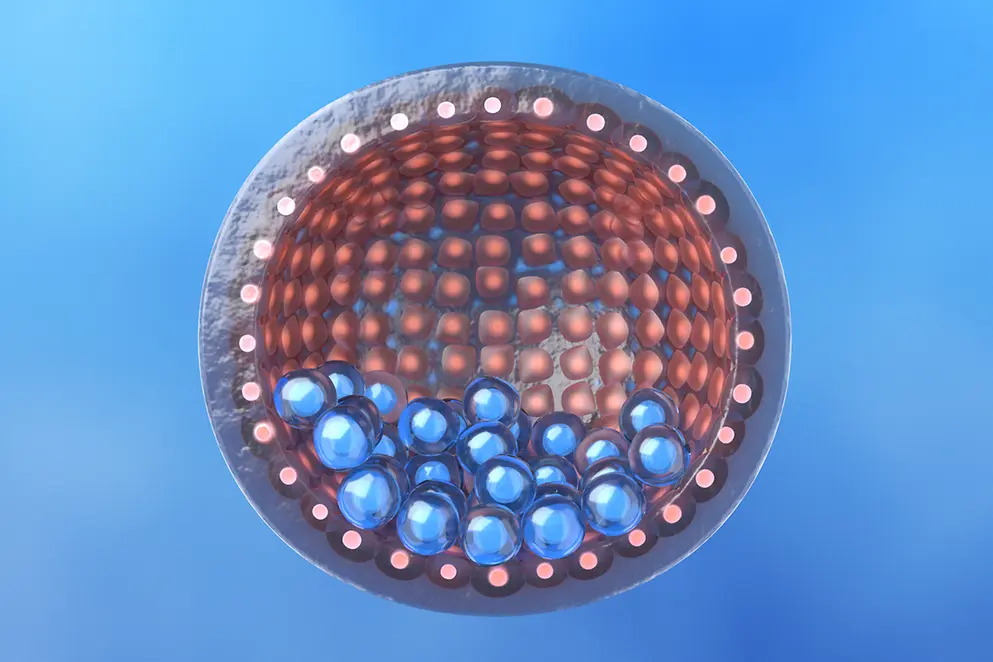 Menschliche Blastozyste mit innerer Zellmasse 