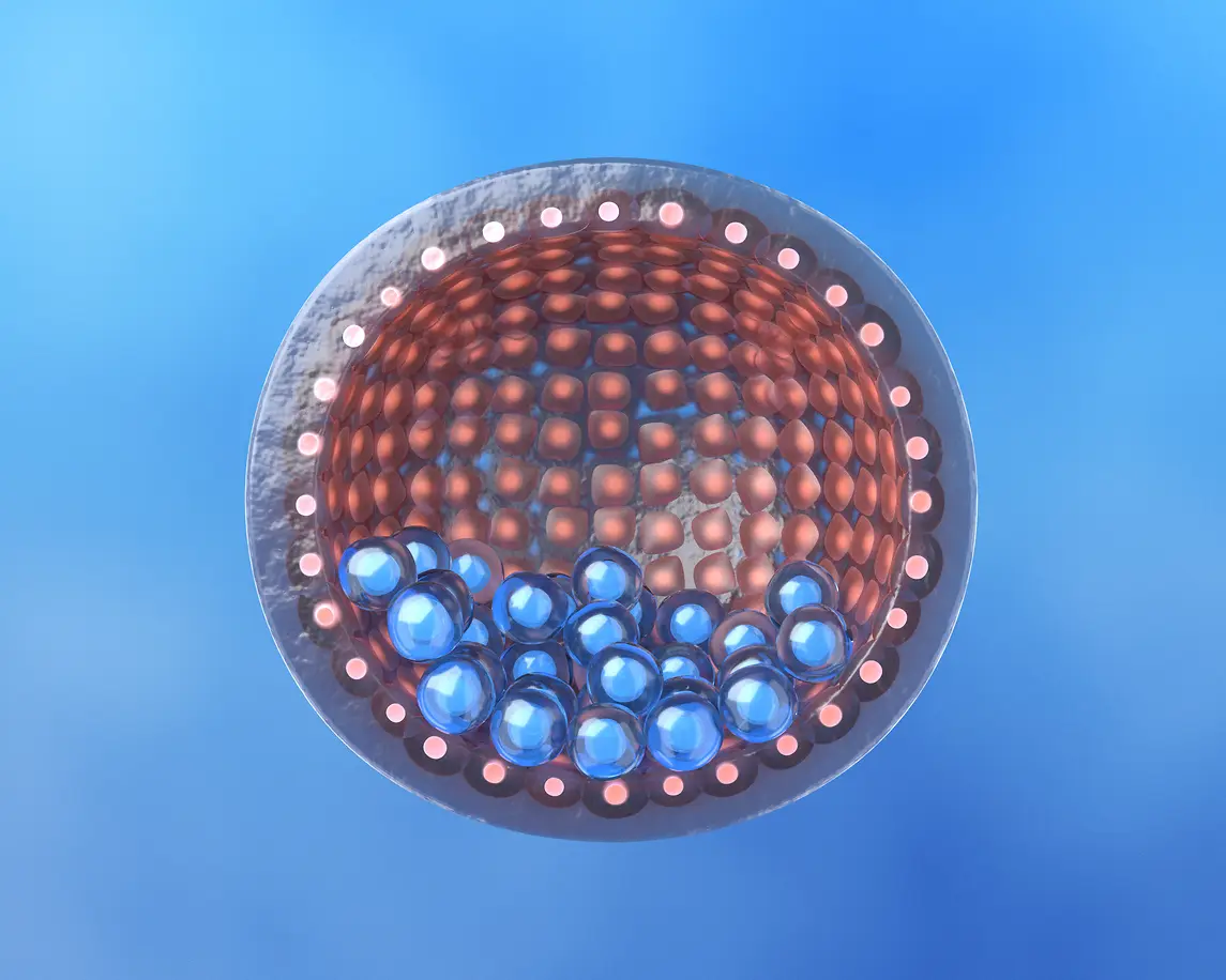 Menschliche Blastozyste mit innerer Zellmasse 