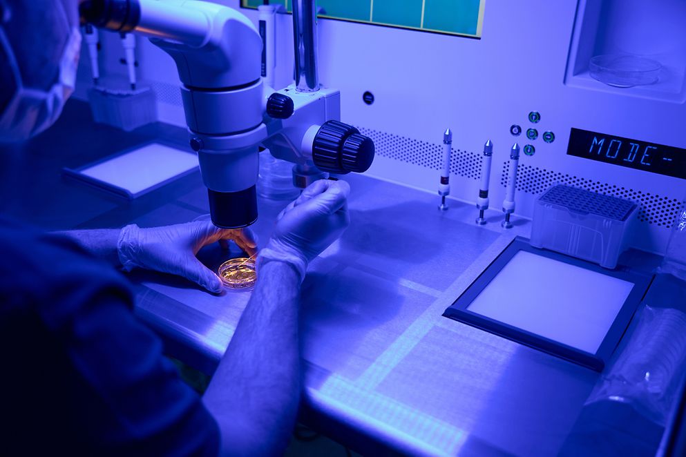 Embryologe, der genetische Präimplantationsdiagnostik von Embryonen durchführt